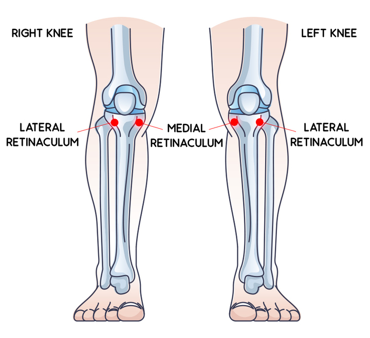 The medial and lateral